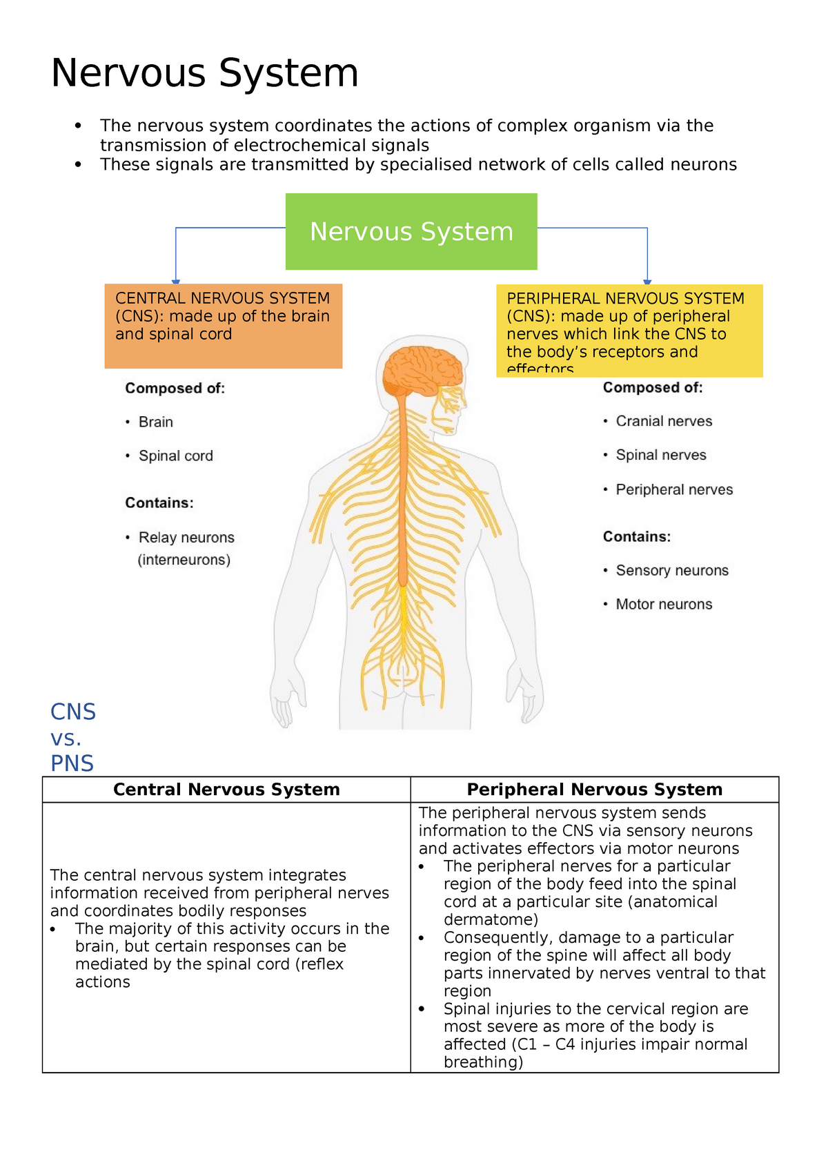 Nervous-System A&P - Nervous System  The nervous system Pertaining To Nervous System Worksheet High School