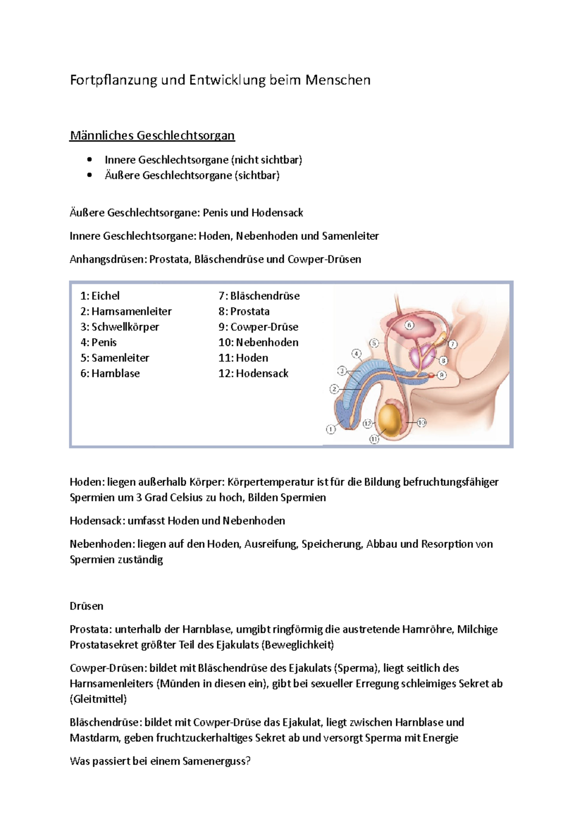 Fortpflanzung Und Entwicklung Des Menschen Arbeitsblatt Lösung Fortpflanzung und Entwicklung beim Menschen - Fortpflanzung und