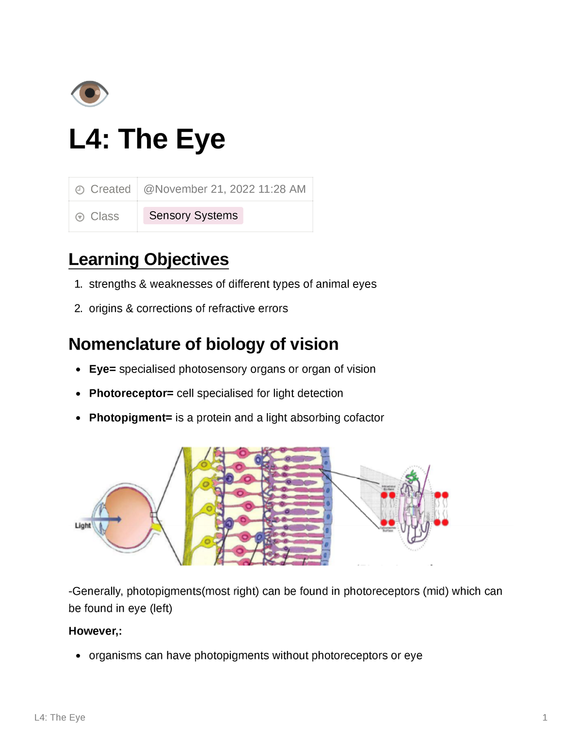 L4 The Eye - Lecture Notes - / L4: The Eye Created Class Sensory ...