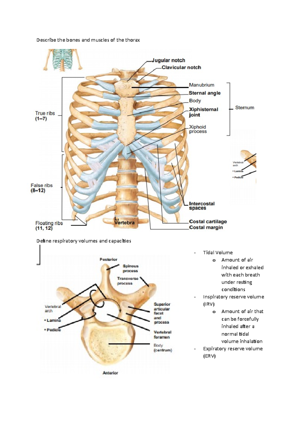 hap lectureal four - four - Describe the bones and muscles of the ...