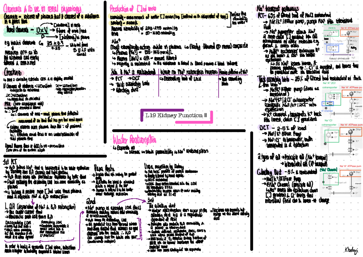 L19 Kidney Function II - Lecture notes 19 - L19 Kidney Function II ...