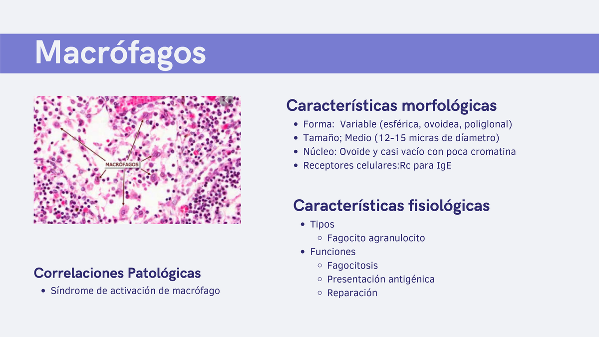 Album serie mieloide Macrófagos Características morfológicas