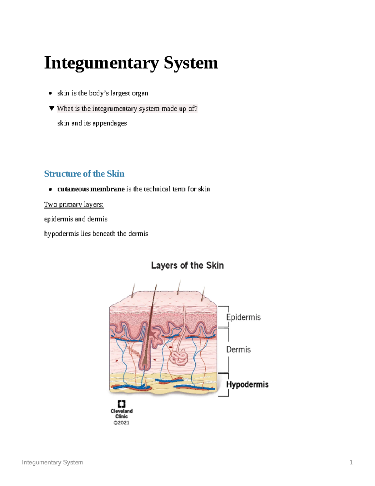 Integumentary System Skin Integumentary System Skin Is The Bodys Largest Organ What Is The 4486