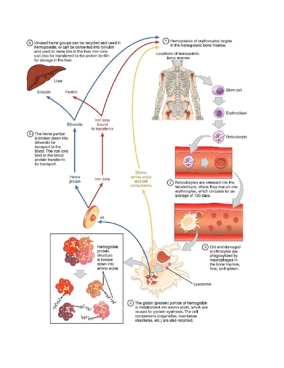 Erythrocyte Production and Destruction - Erythrocyte Production and ...