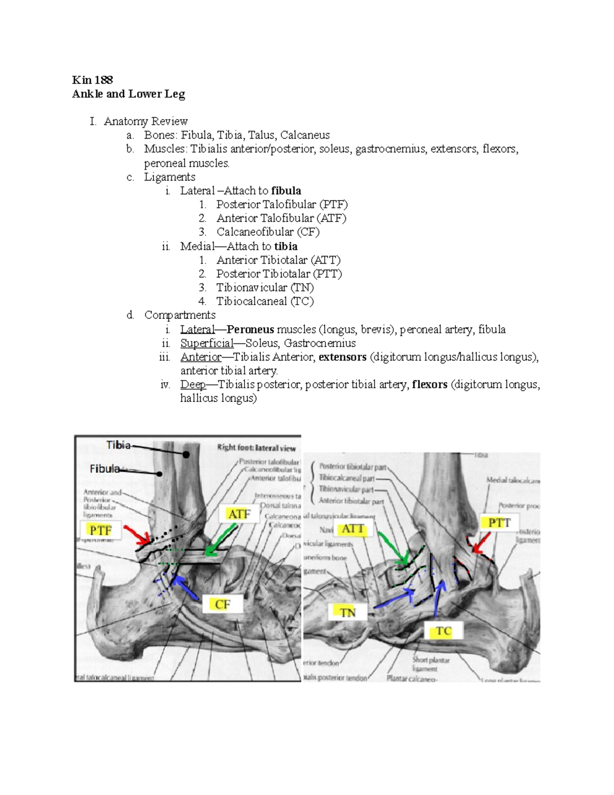 KIN188 lower leg - Lecture notes 15 - Kin 188 Ankle and Lower Leg I ...