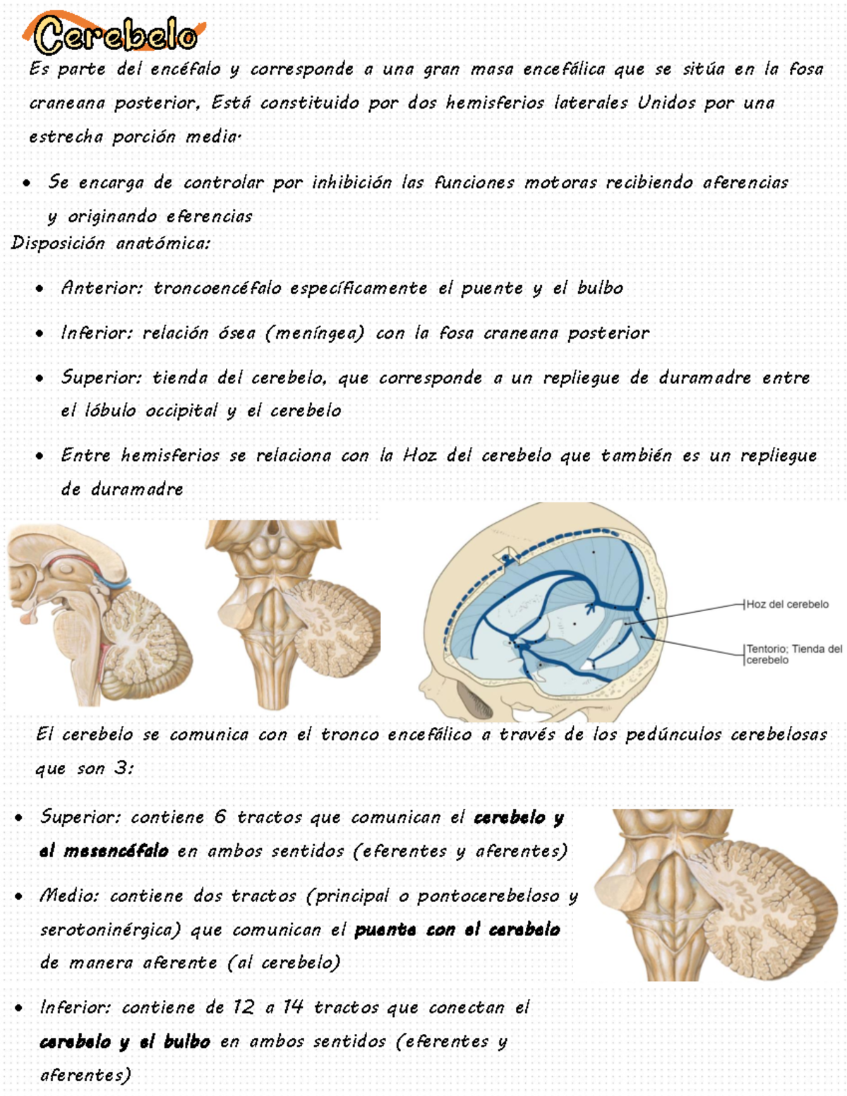 Cerebelo Resumen Es Parte Del Encéfalo Y Corresponde A Una Gran Masa