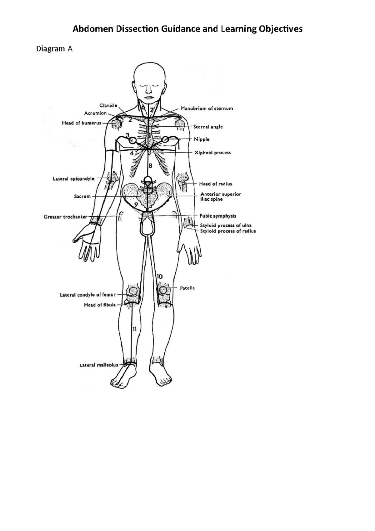 Abdomen Dissection Guidance and Learning Objectives - 3, 3.3, 3.3, 3.3 ...