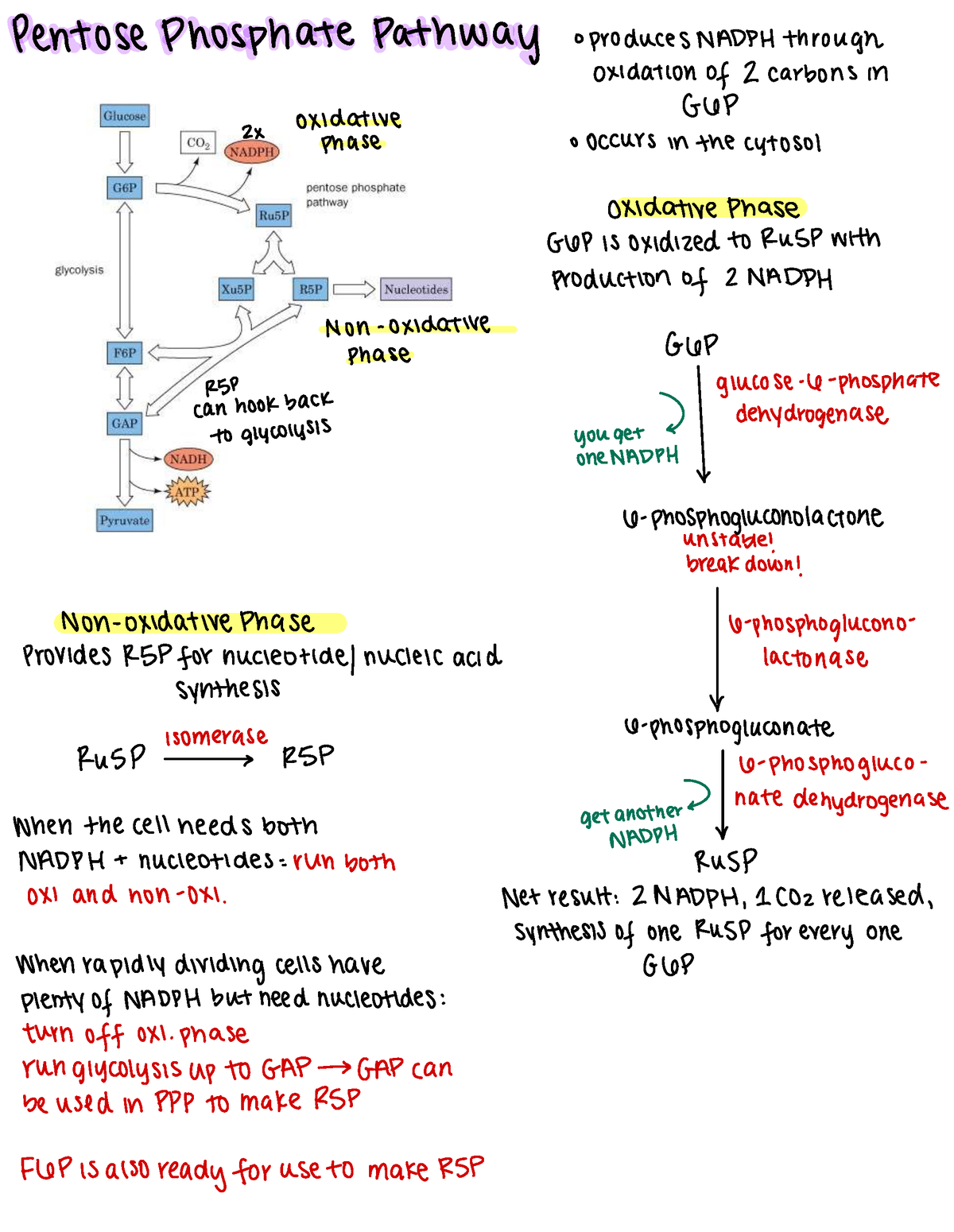 BIOC405 Pentose Phosphate Pathway (PPP) - Pentose Phosphate Pathway ...