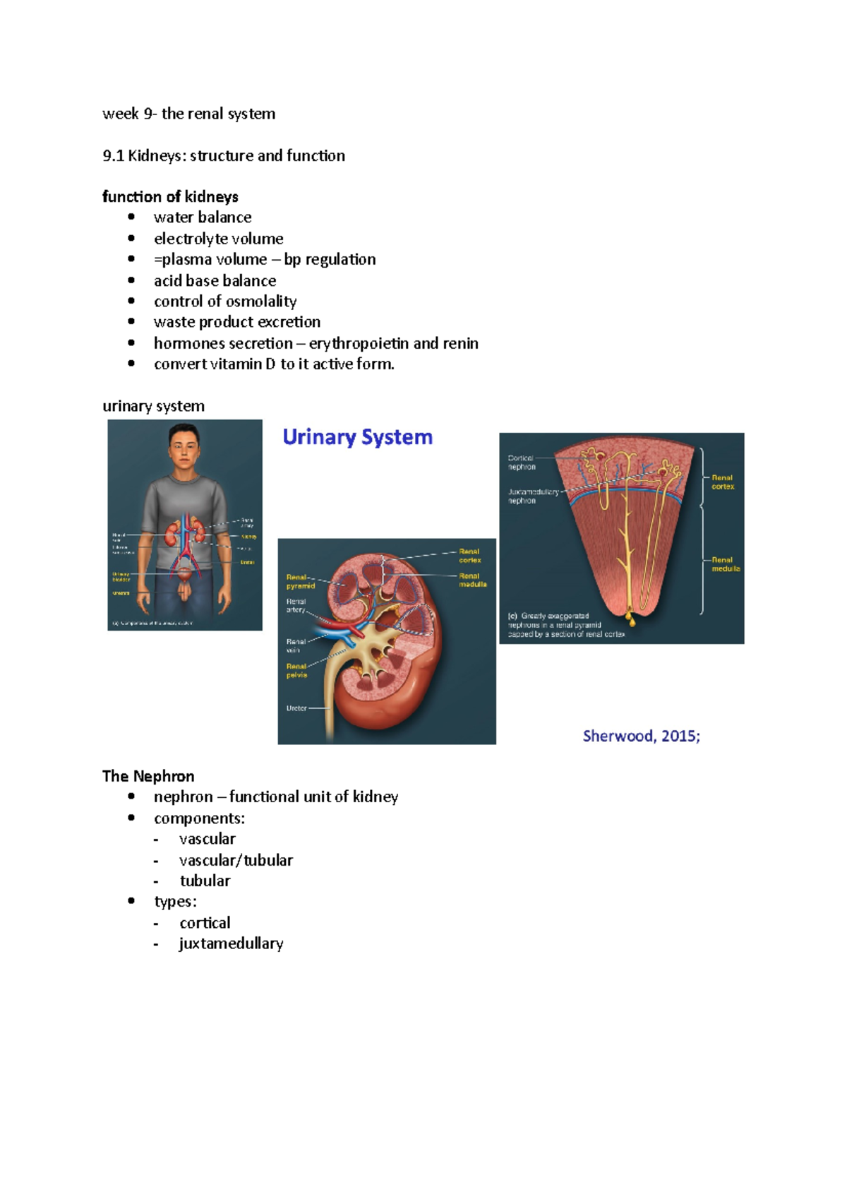 Week 9 Renal system - week 9- the renal system 9 Kidneys: structure and ...