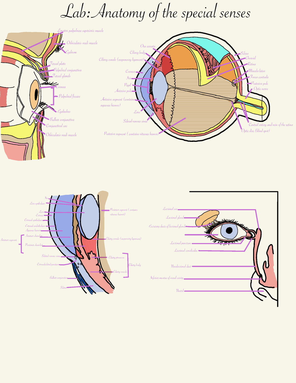 Colored Anatomy Of The Special Senses Lab - Lab:Anatomy Of The Special ...