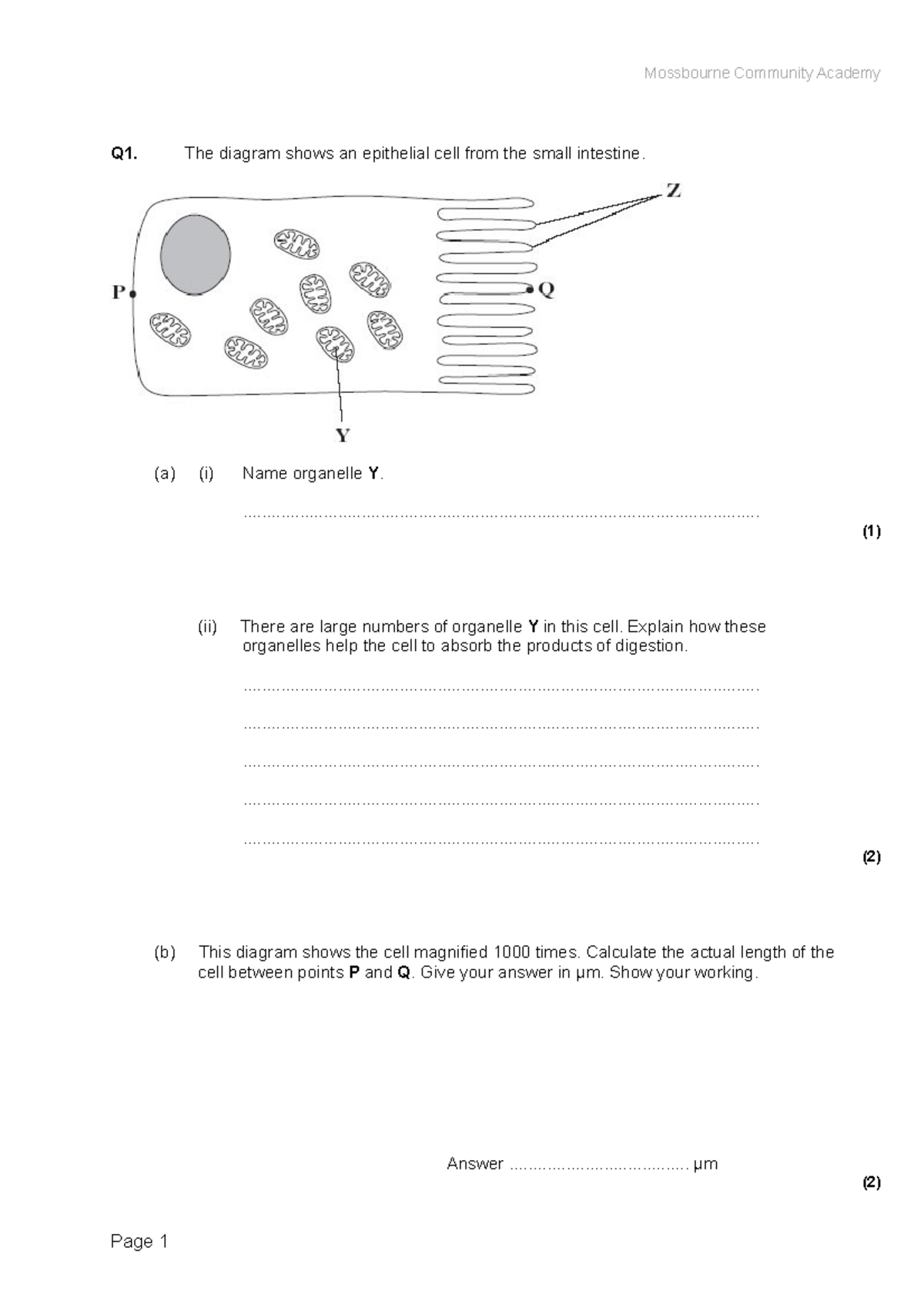 Cells questions magnification calculations - Q1. The diagram shows an ...