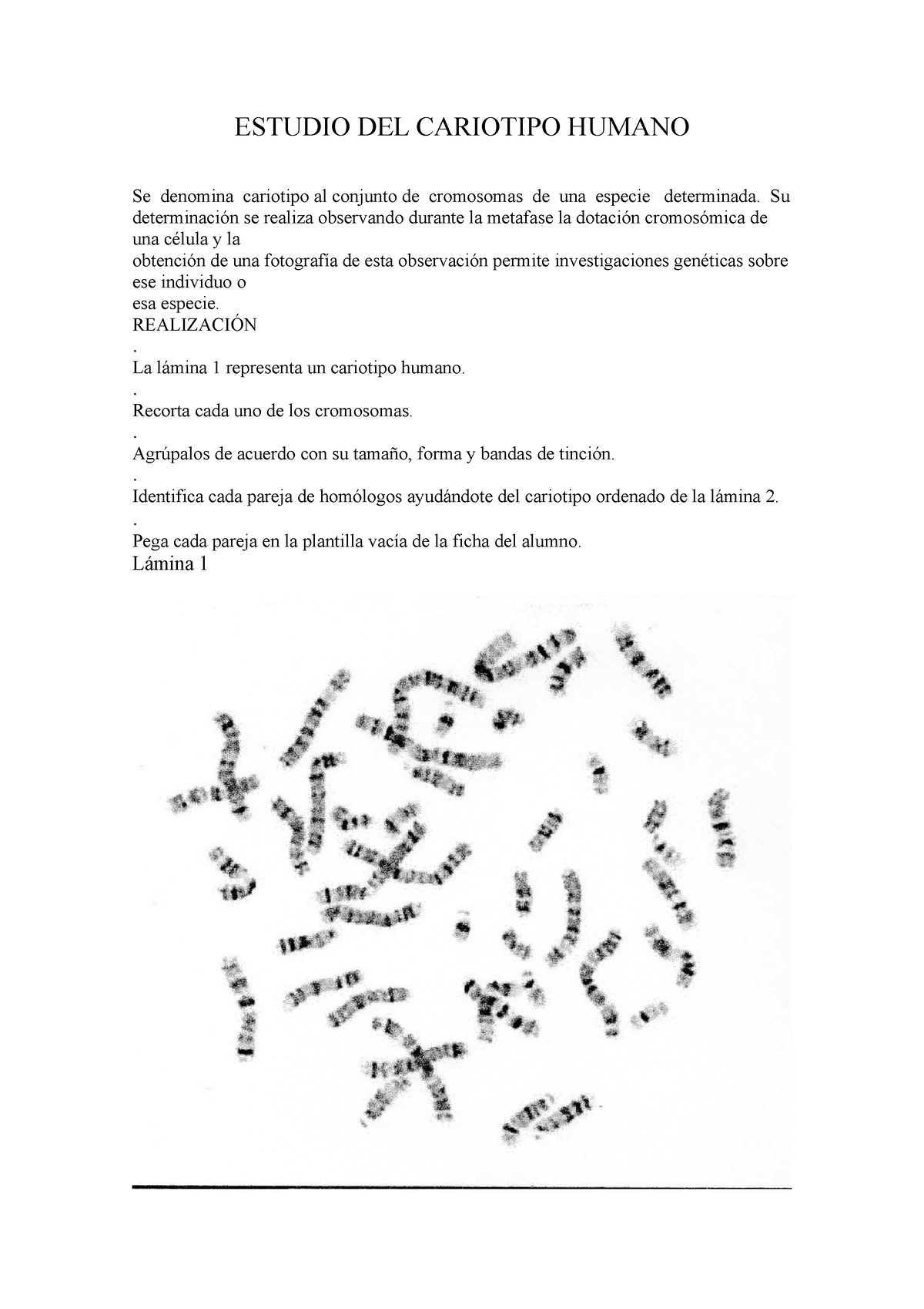 Estudio DEL Cariotipo Humano - ESTUDIO DEL CARIOTIPO HUMANO Se Denomina ...