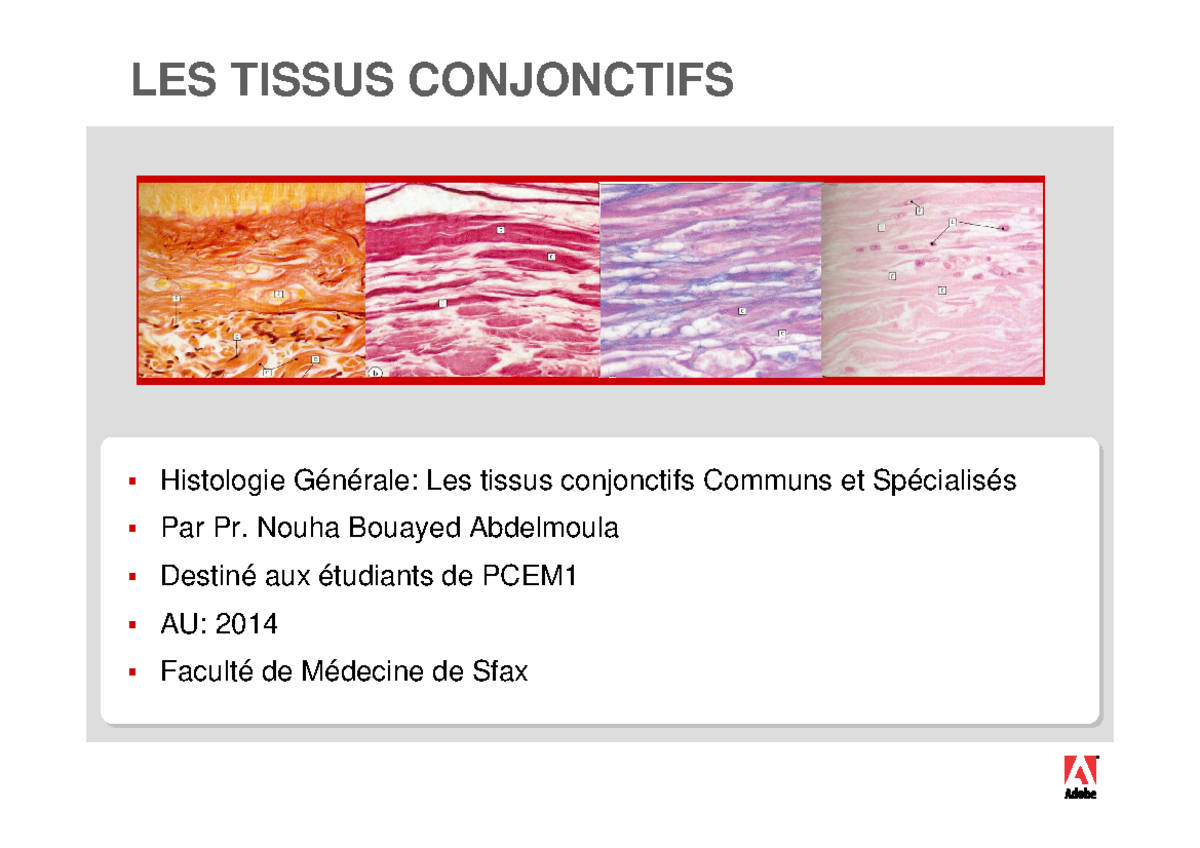 Tissu conjonctif - polycopies - Une image doit s'insérer dans ce cadre