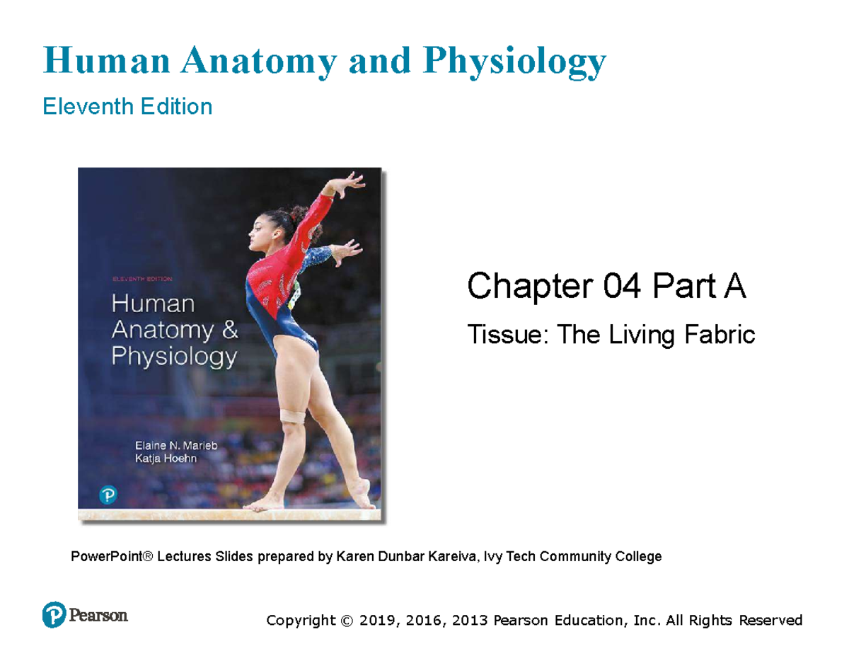 Ch 4 Part 4 - note - Human Anatomy and Physiology Eleventh Edition ...