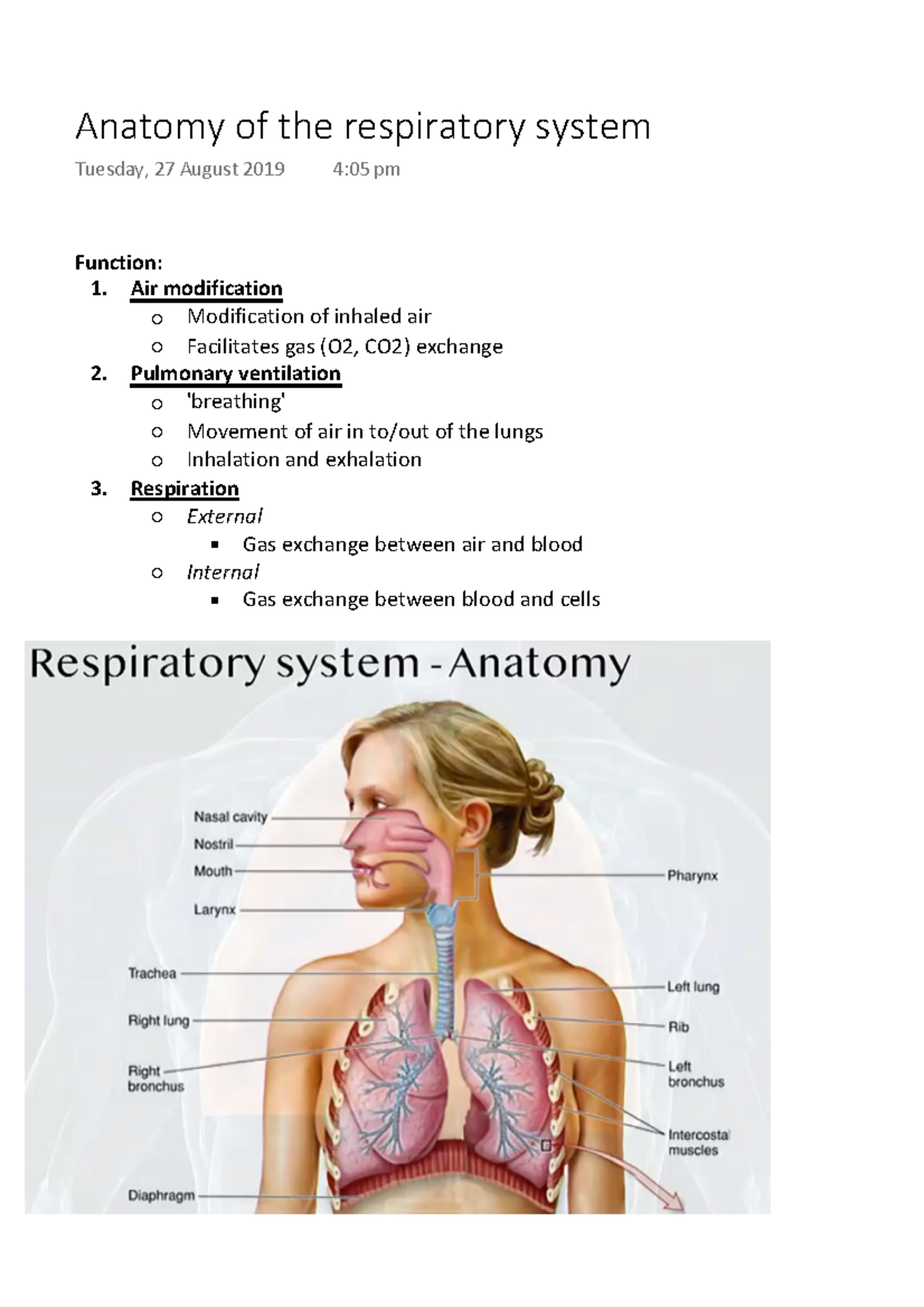 Anatomy of the respiratory system - Function: Air modification ...