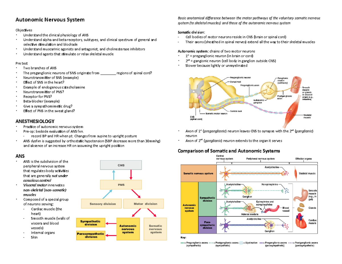 ANS Lecture - Autonomic Nervous System Anatomy And Physiology Notes ...