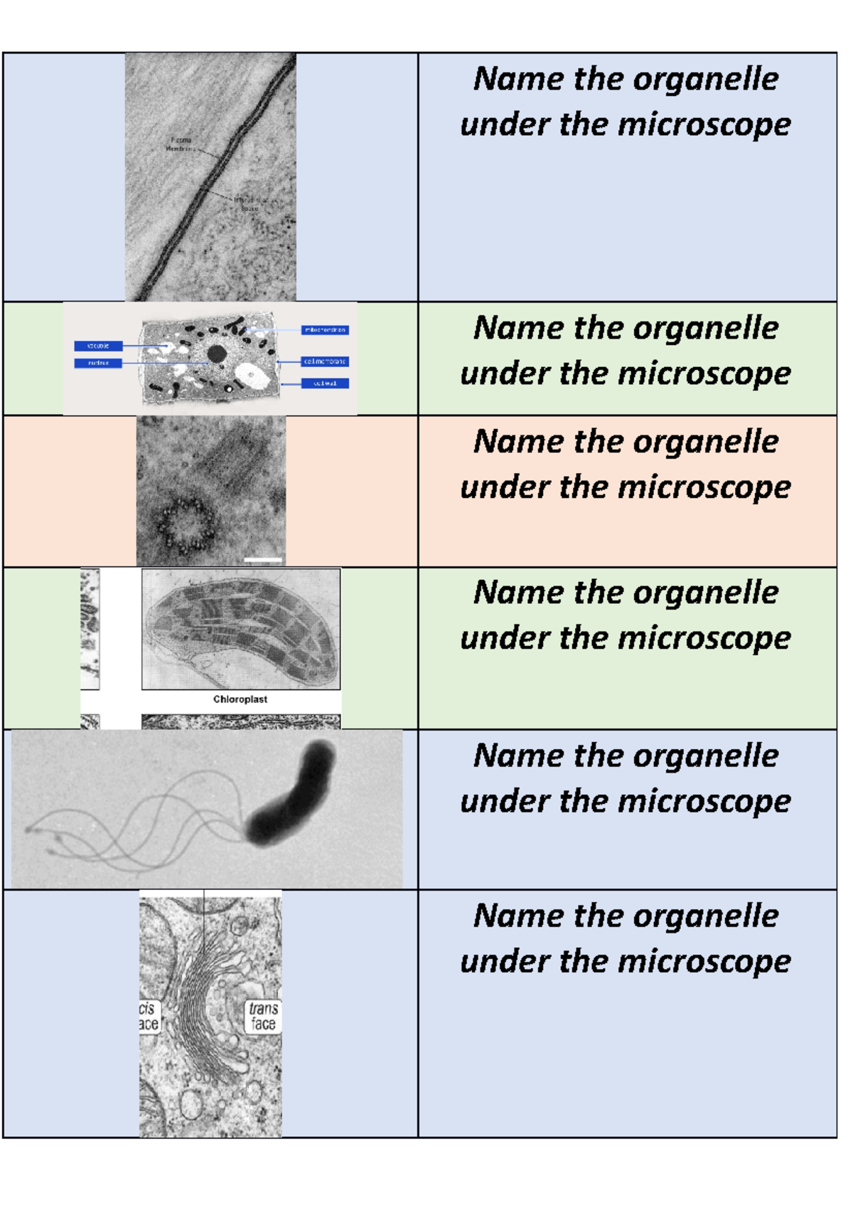 Cell Organelles Name the organelle under the microscope Name the