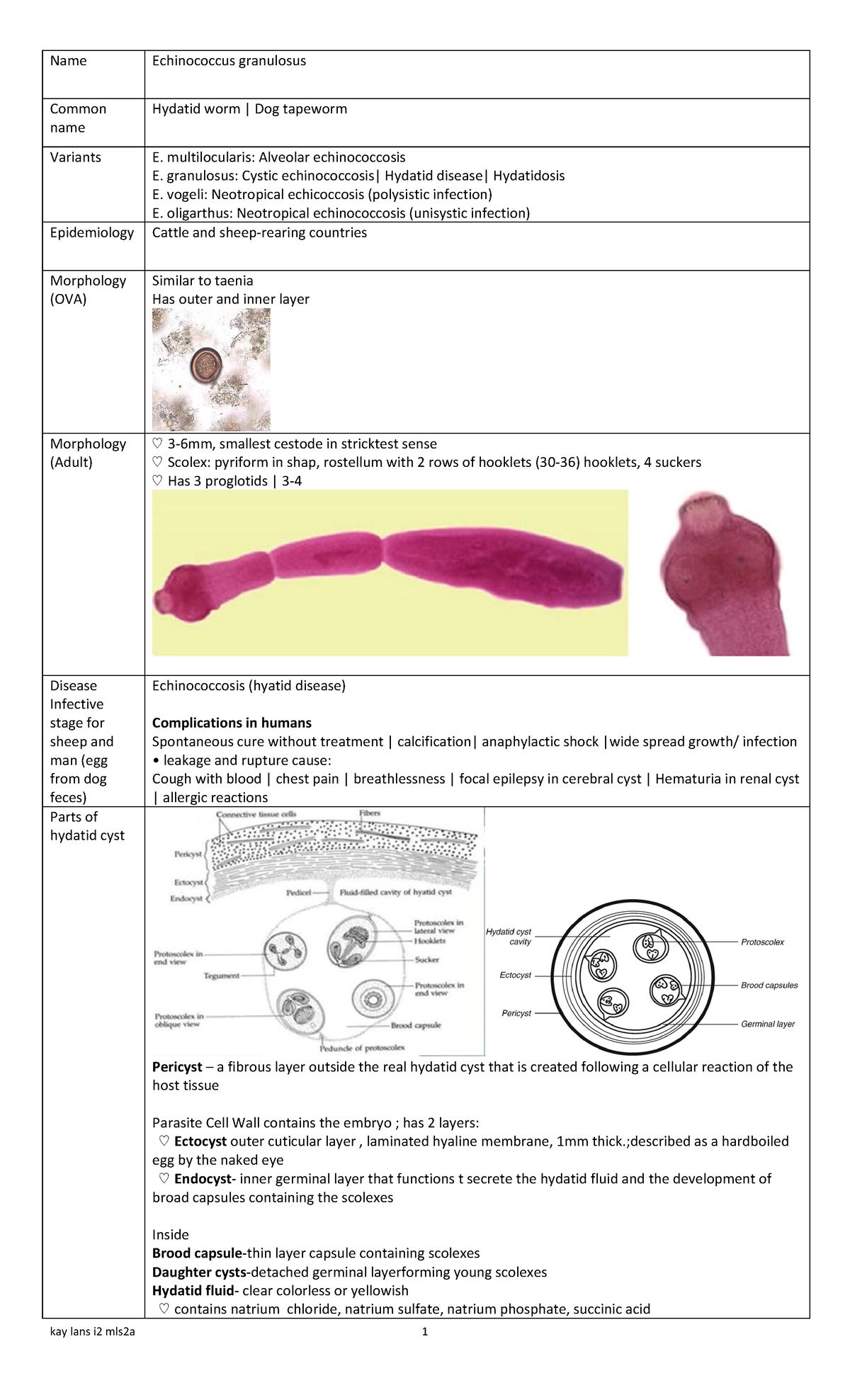 Cestodes TRANS PART2 - Name Echinococcus granulosus Common name Hydatid ...