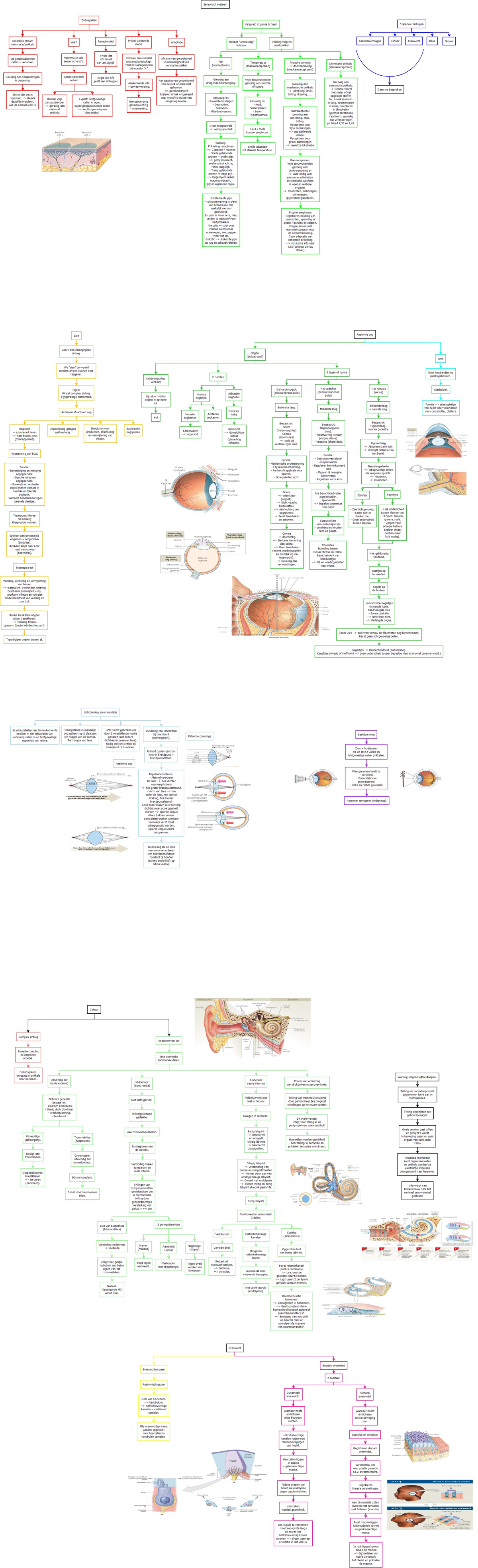 Schema Sensorisch systeem 1ste jaar Verpleegkunde - Anatomie en ...