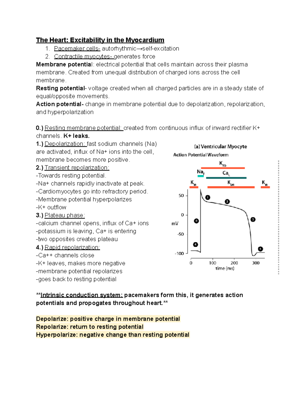 Untitled document - excitability, the heart, pacemaker cells, action ...