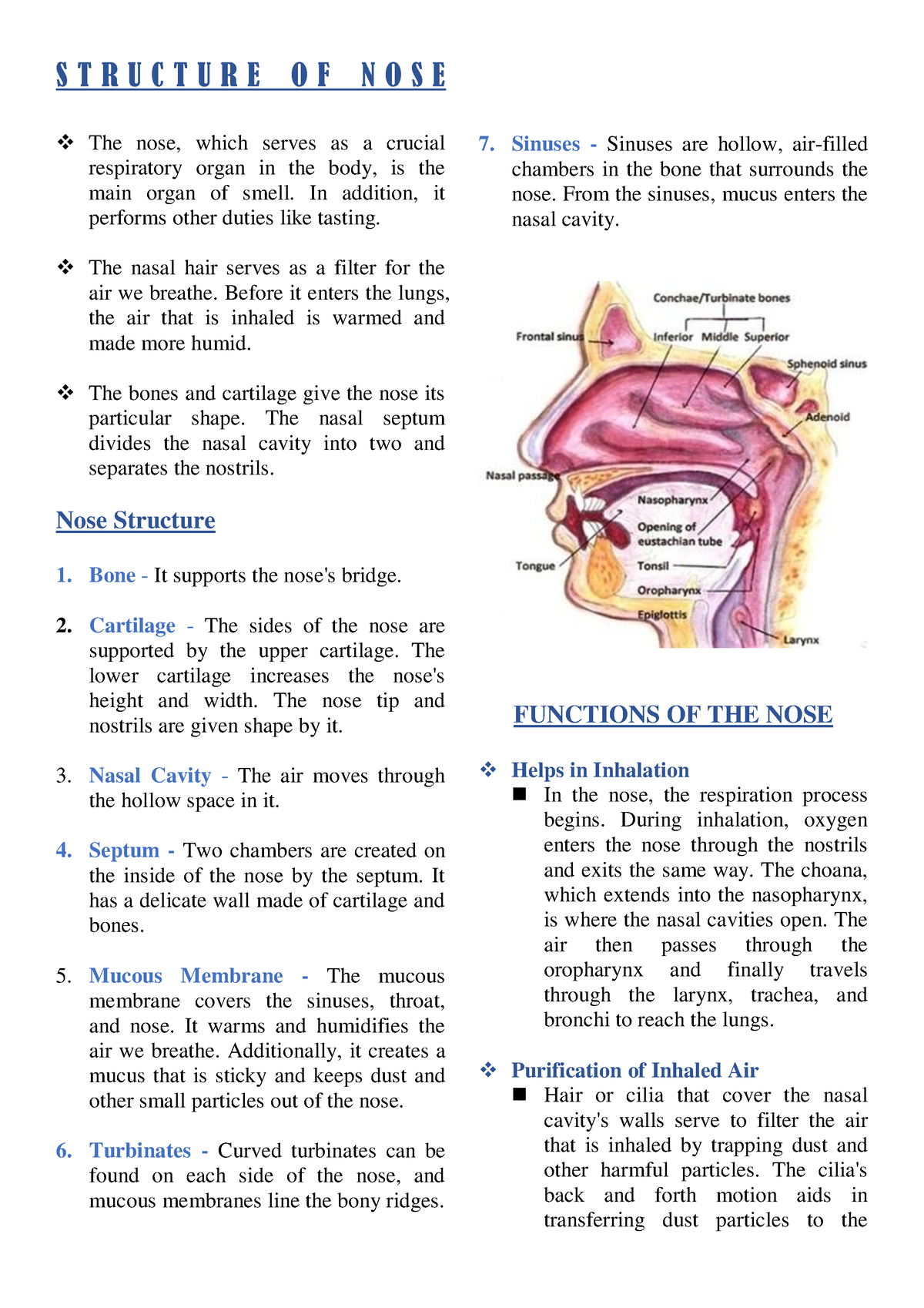 Structure OF NOSE - S T R U C T U R E O F N O S E The nose, which ...