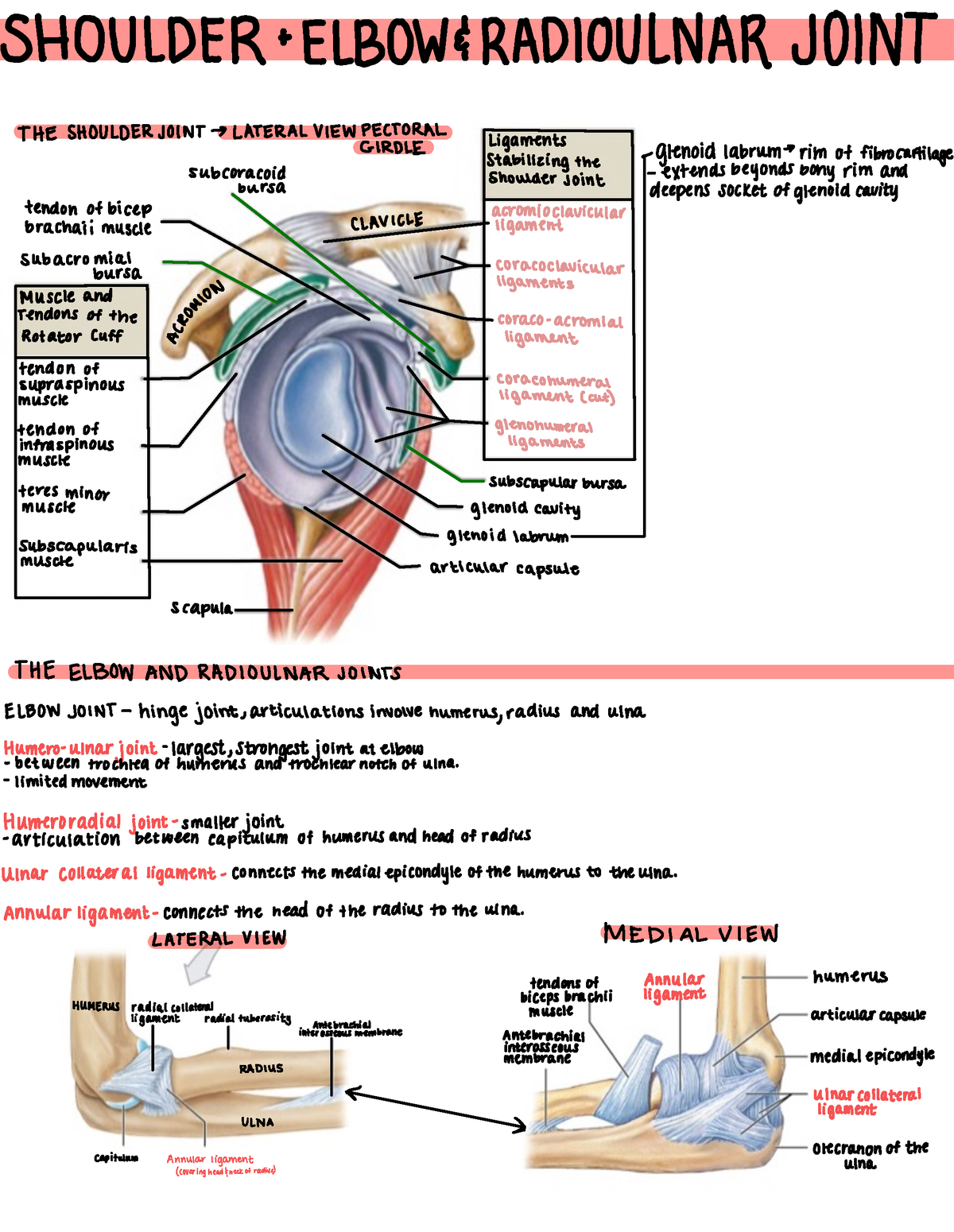 Shoulder + Elbow , Radiounlar joint - SHOULDER + ELBOW! RADIOULNARJOINT ...