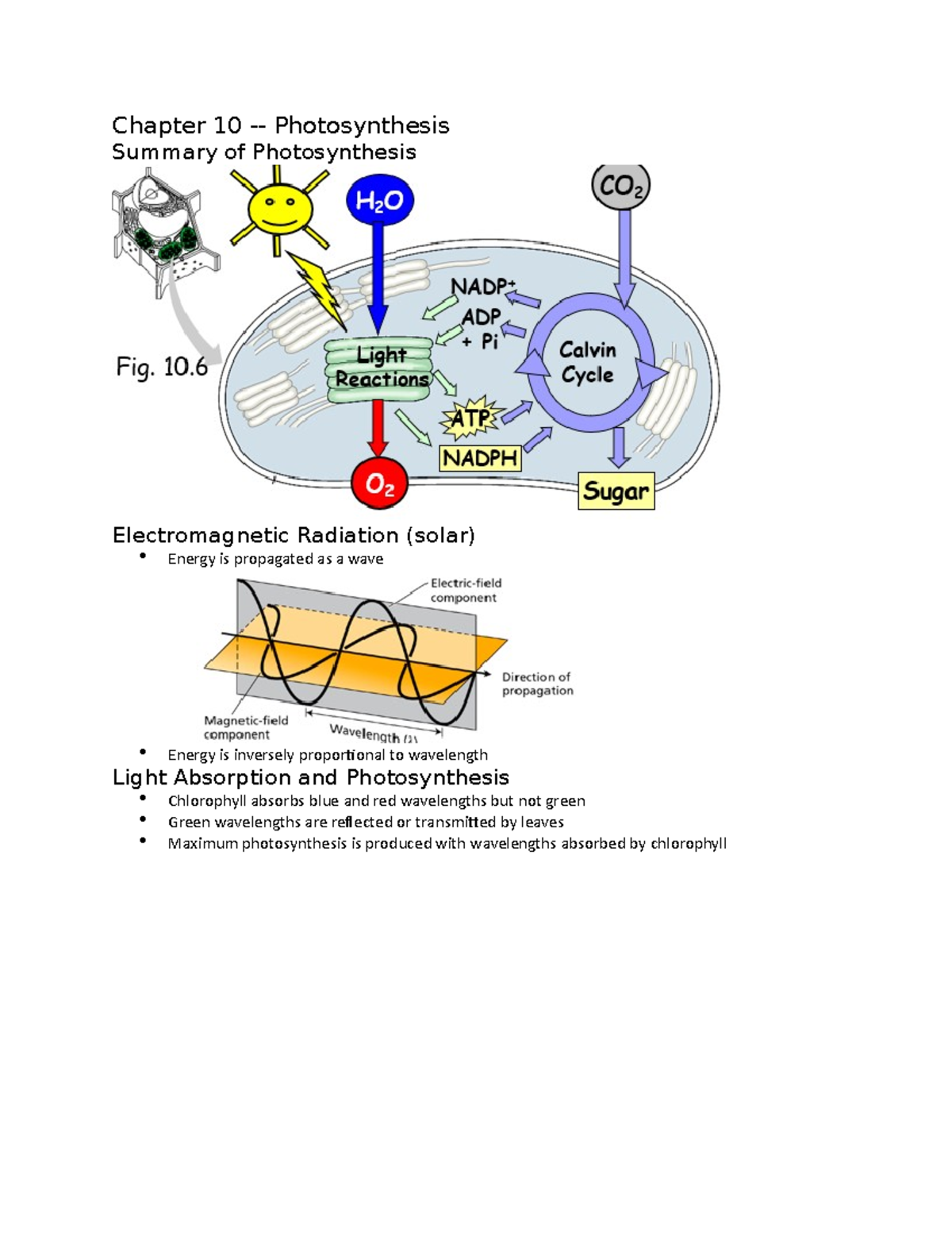 Bio Chapter 10 - Chapter 10 - Photosynthesis Summary Of Photosynthesis ...