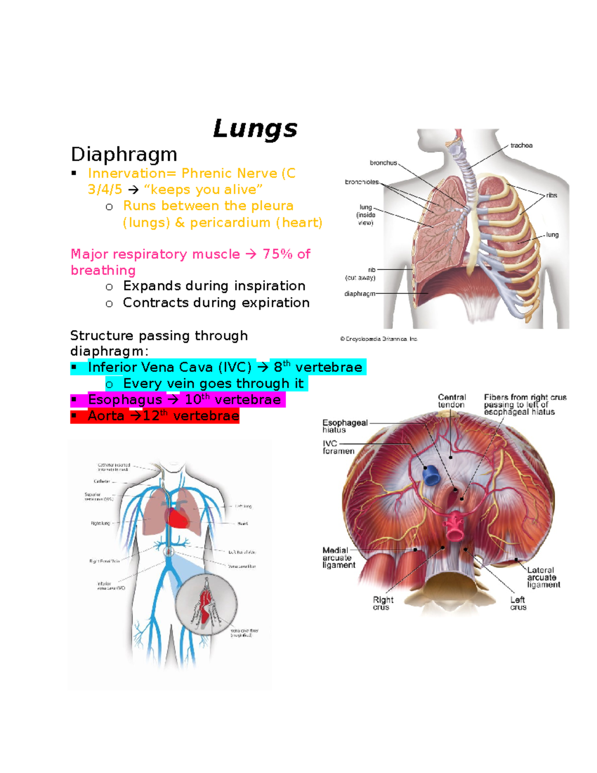 Lecture 1B Lungs Lungs Diaphragm Innervation= Phrenic Nerve (C 3/4/5 “keeps you alive” o Runs