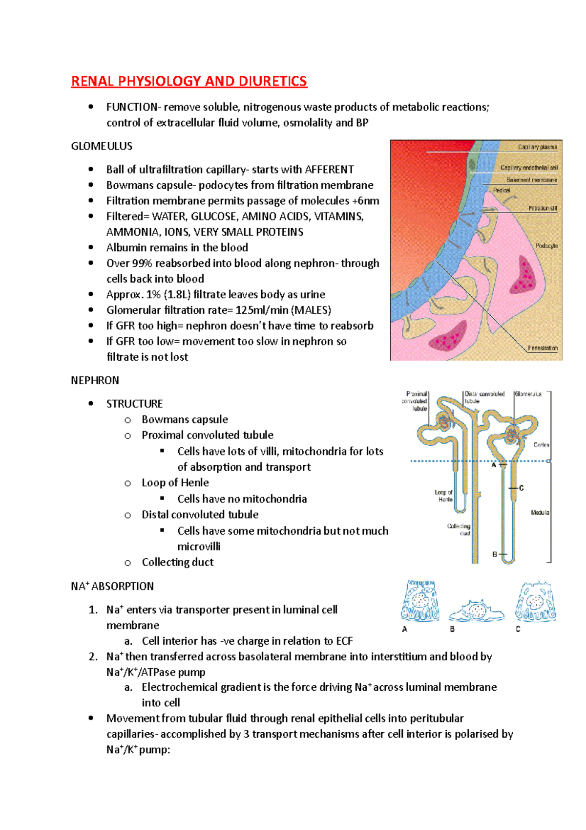 renal physiology and diuretics RENAL PHYSIOLOGY AND DIURETICS