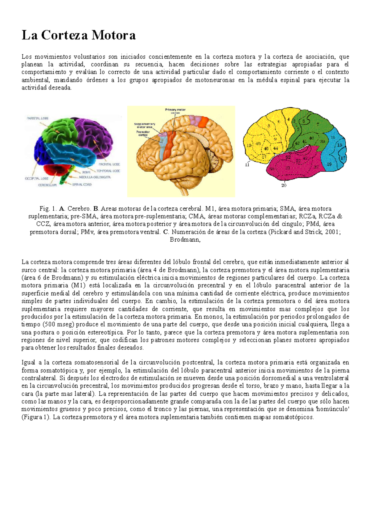 Corteza y Vía Motora - Resumen Neurociencias y Comportamiento - La ...