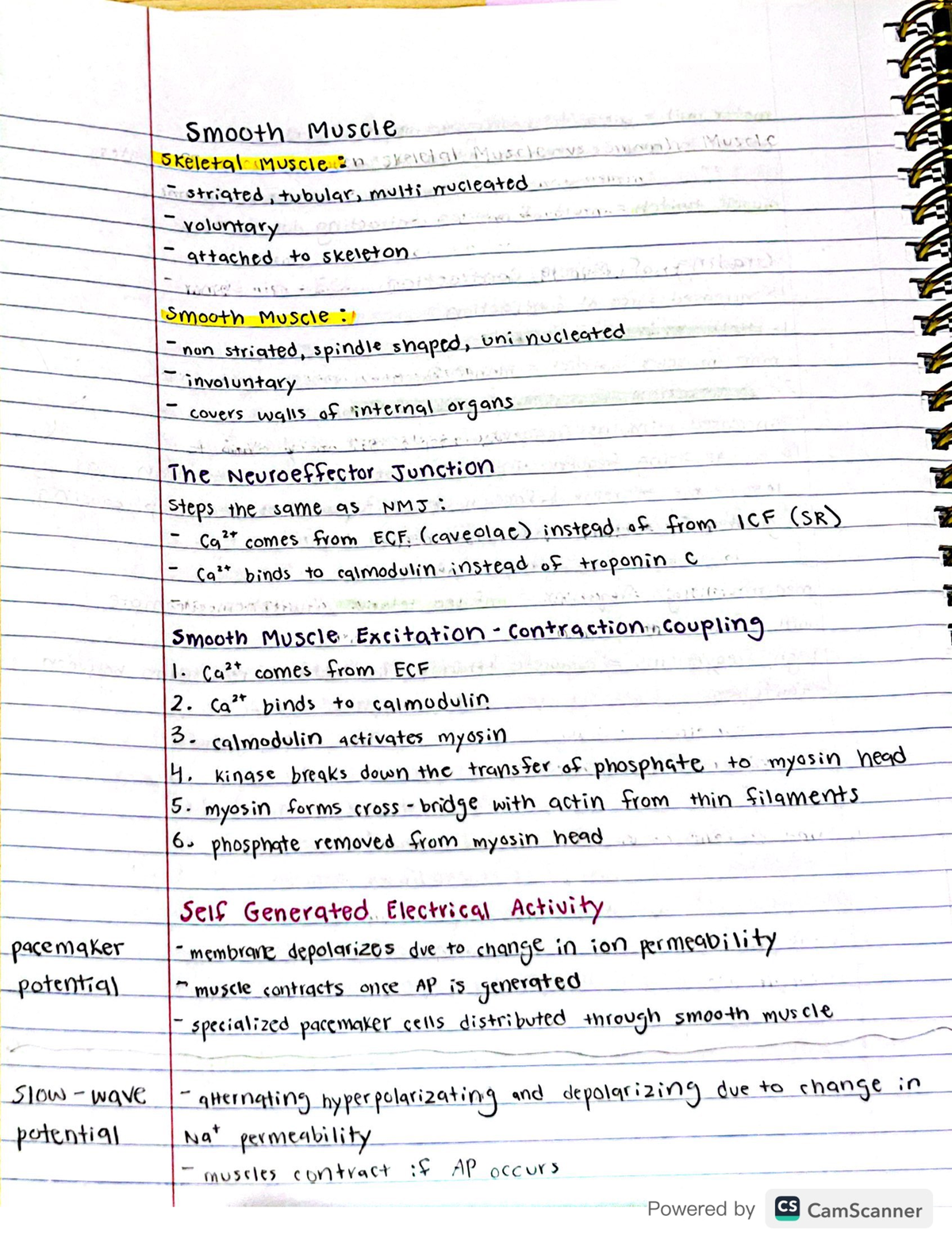 Smooth Muscle Contraction - Physiology 1020 - Studocu