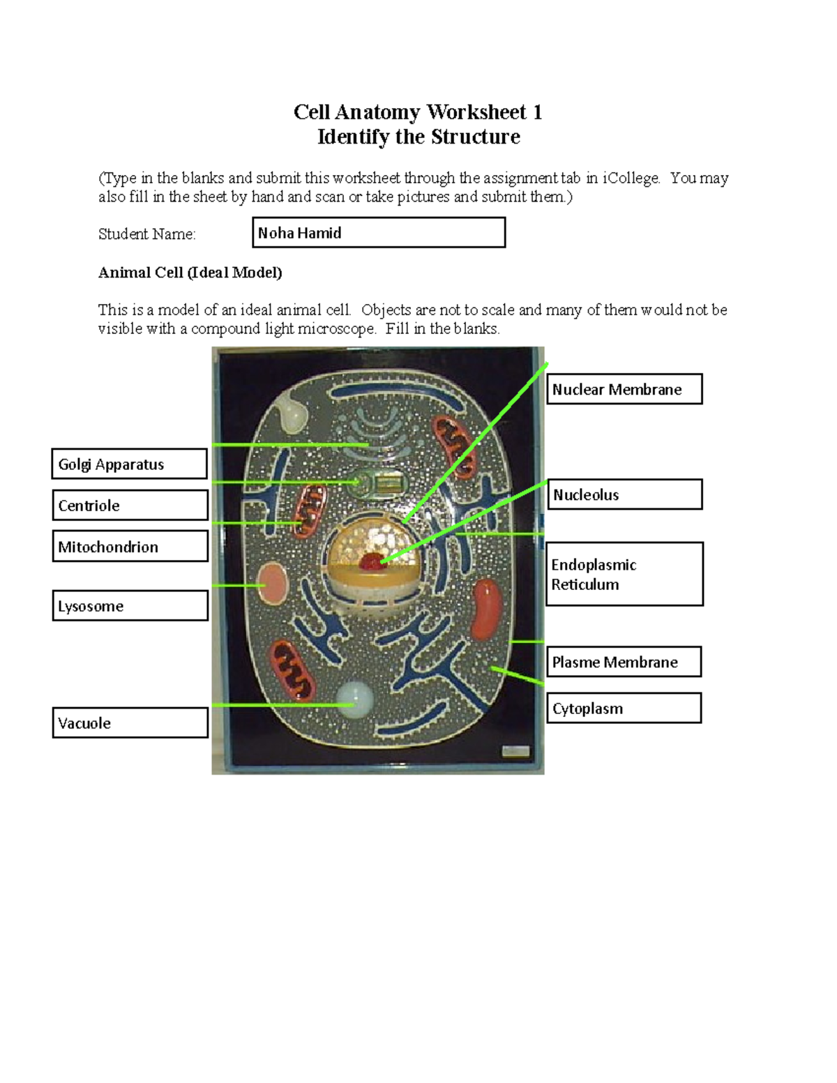 Cell Anatomy Worksheet 1 You May Also Fill In The Sheet By Hand And