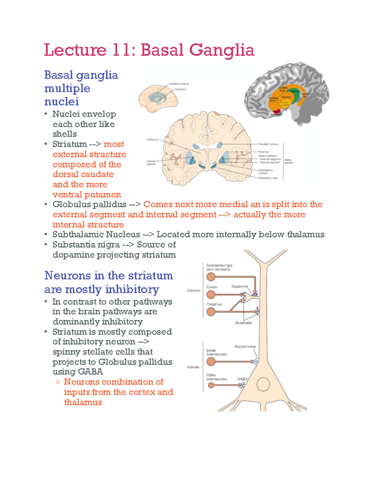 Note 22 Oct 2021 - College-aantekeningen 8 - Lecture 11: Basal Ganglia ...