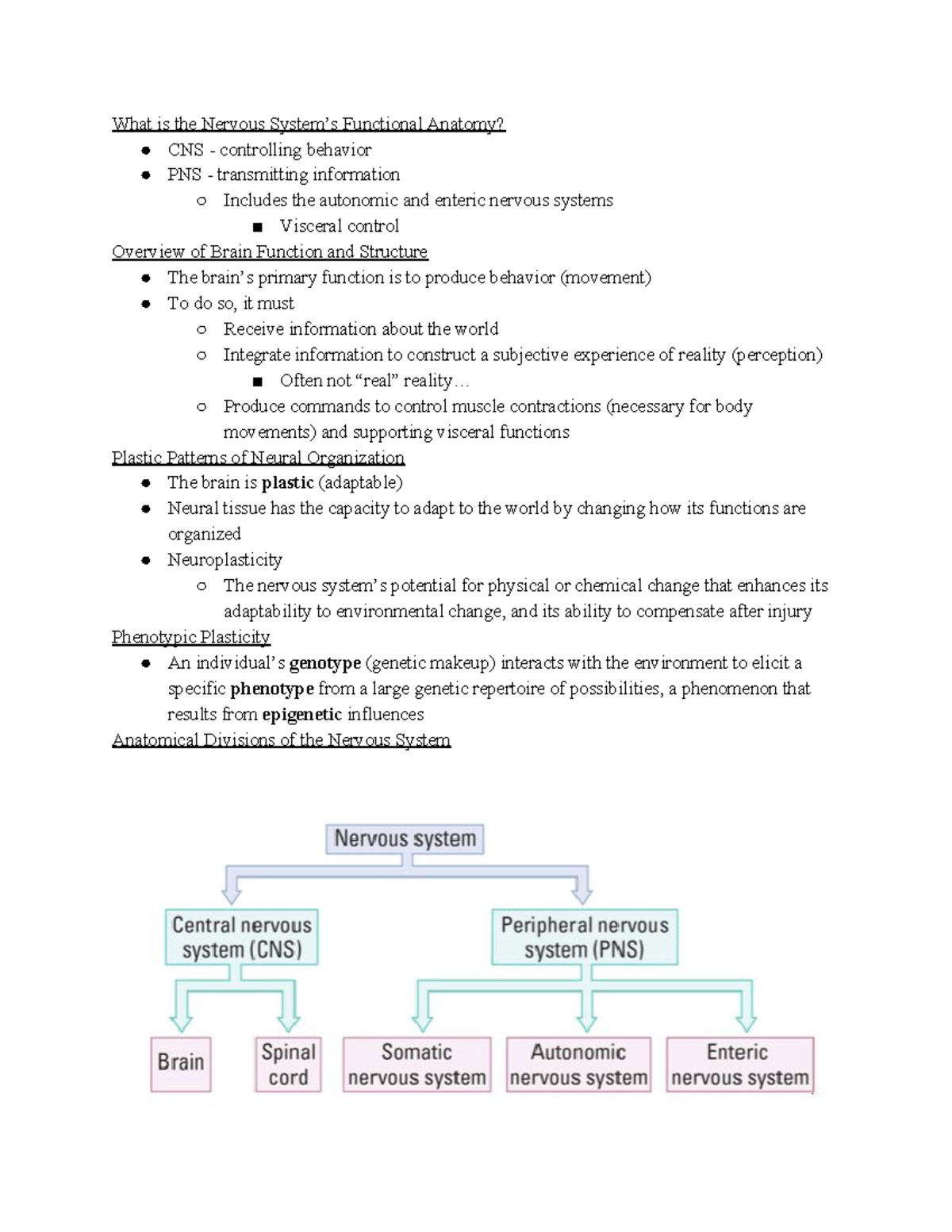 Functional Neuroanatomy - What Is The Nervous Functional Anatomy? CNS ...