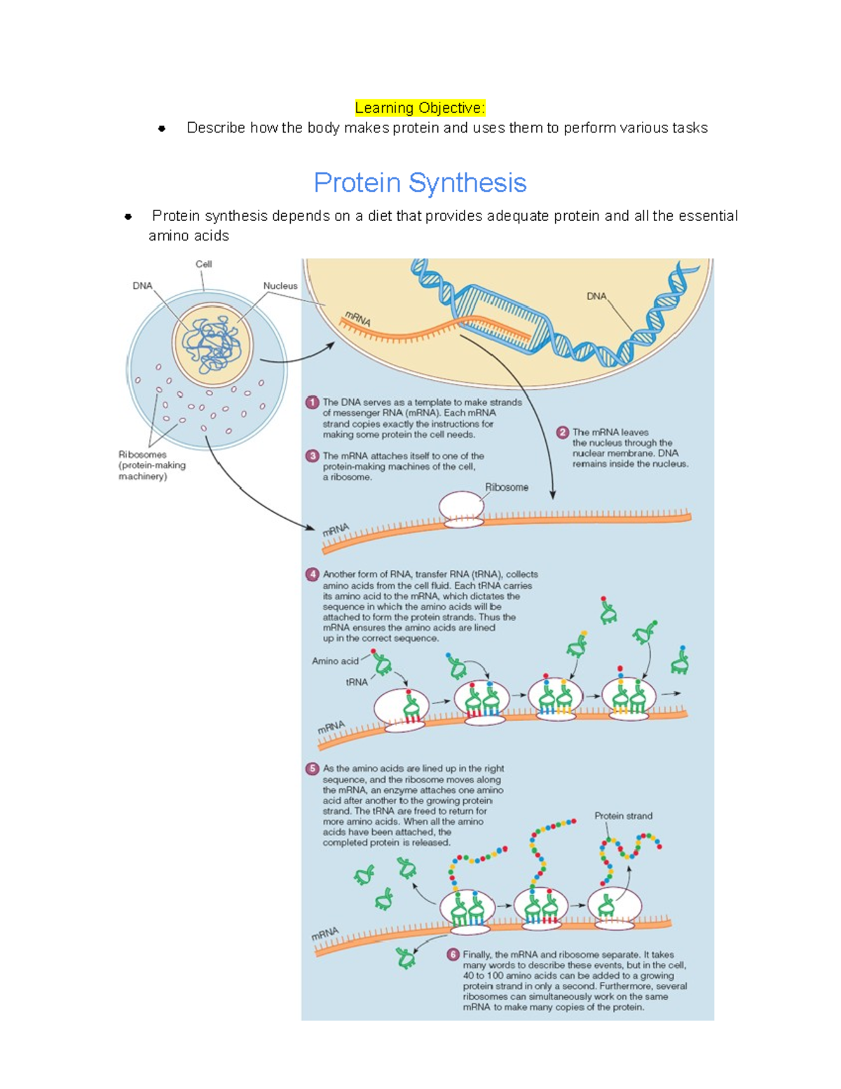 6.3 Proteins in the Body Learning Objective Describe how the body
