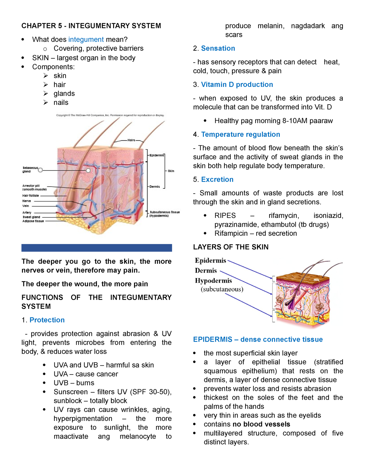 Anaphy - Chapter 5 Integumentary System - CHAPTER 5 - INTEGUMENTARY ...