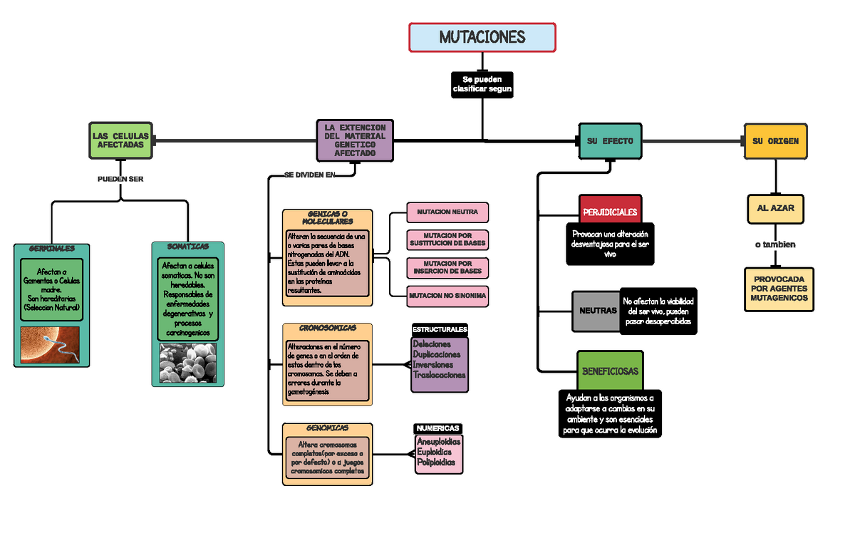 Mapa conceptual Mutagenesis - MUTACIONES Se pueden clasificar segun LAS  CELULAS AFECTADAS LA EXTENCI - Studocu
