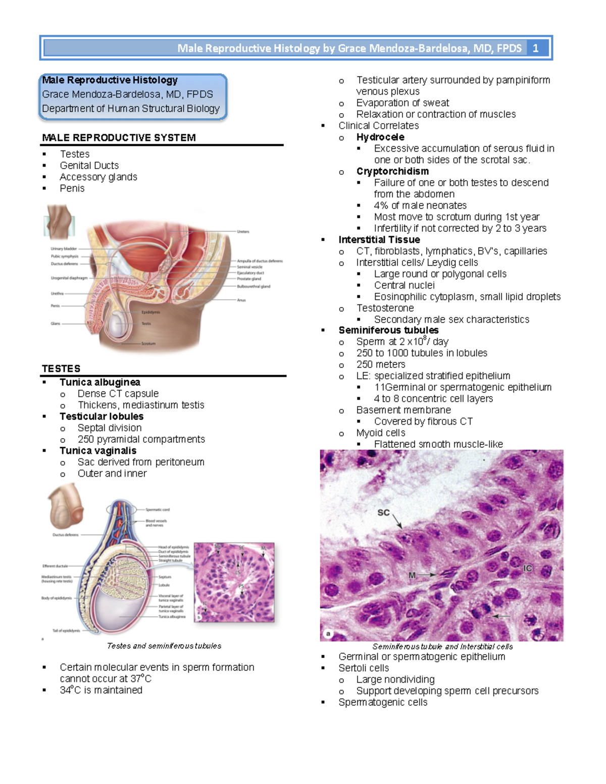 Micro Male Reproductive System Male Reproductive Histology Grace