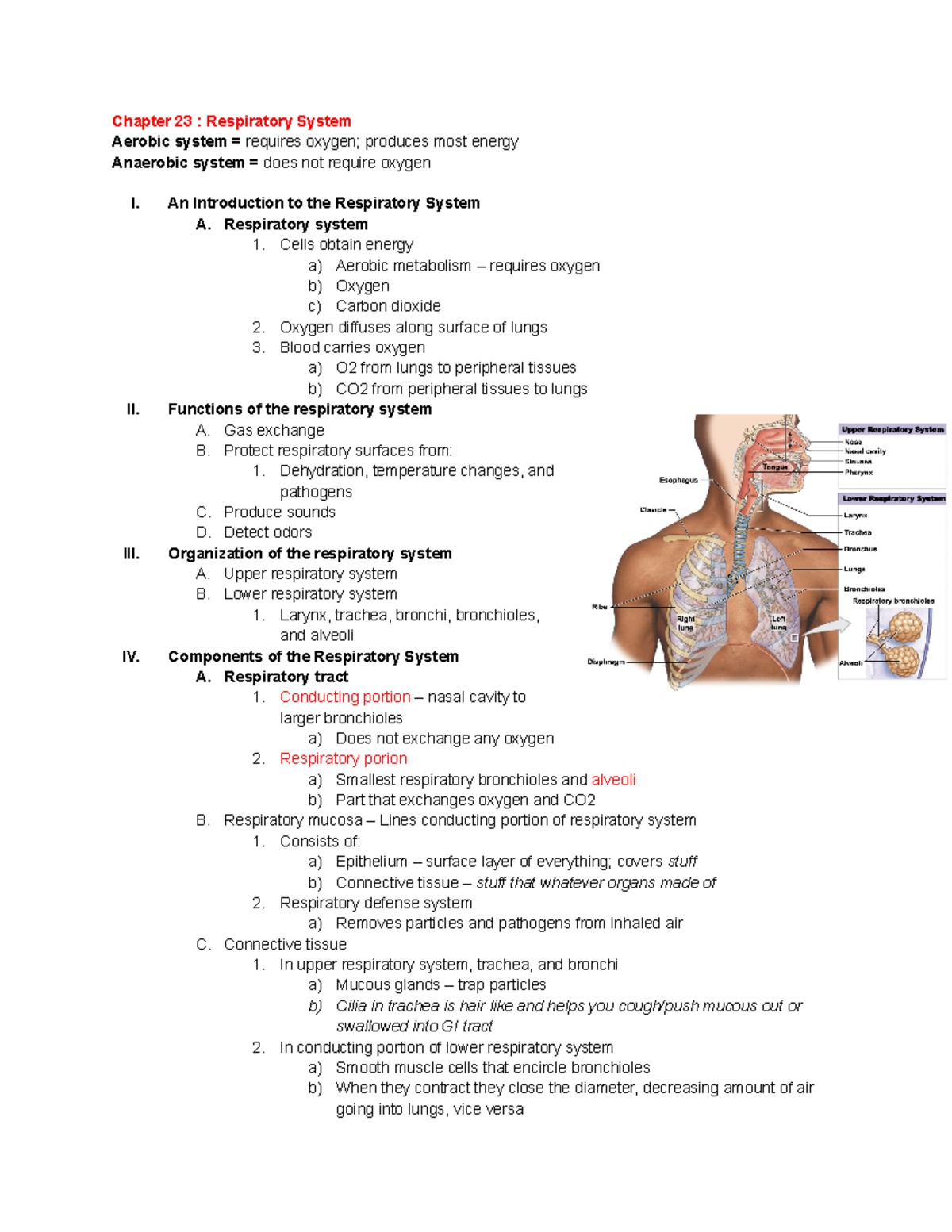 Chapter 23 Respiratory System - Chapter 23 : Respiratory System Aerobic ...