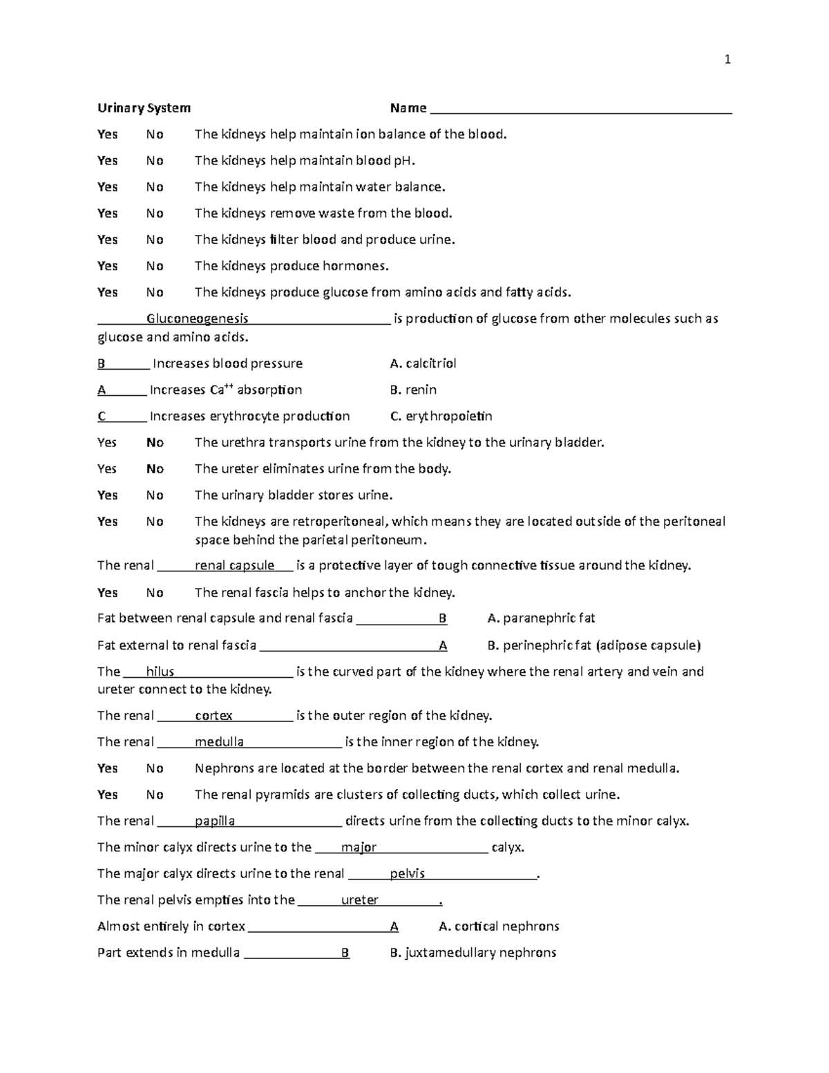 Bio 113-20 Urinary Key - 1 Urinary System Name Yes No The kidneys help ...