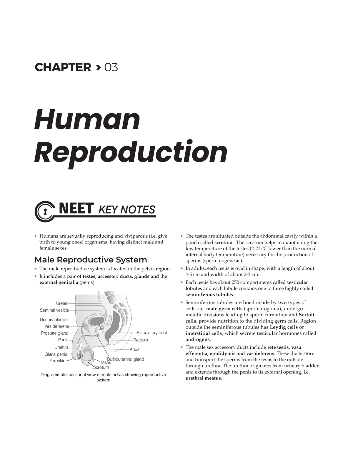 3. Human Reproduction - Hi ch 2 biology notes - Å Humans are sexually  reproducing and viviparous (i. - Studocu