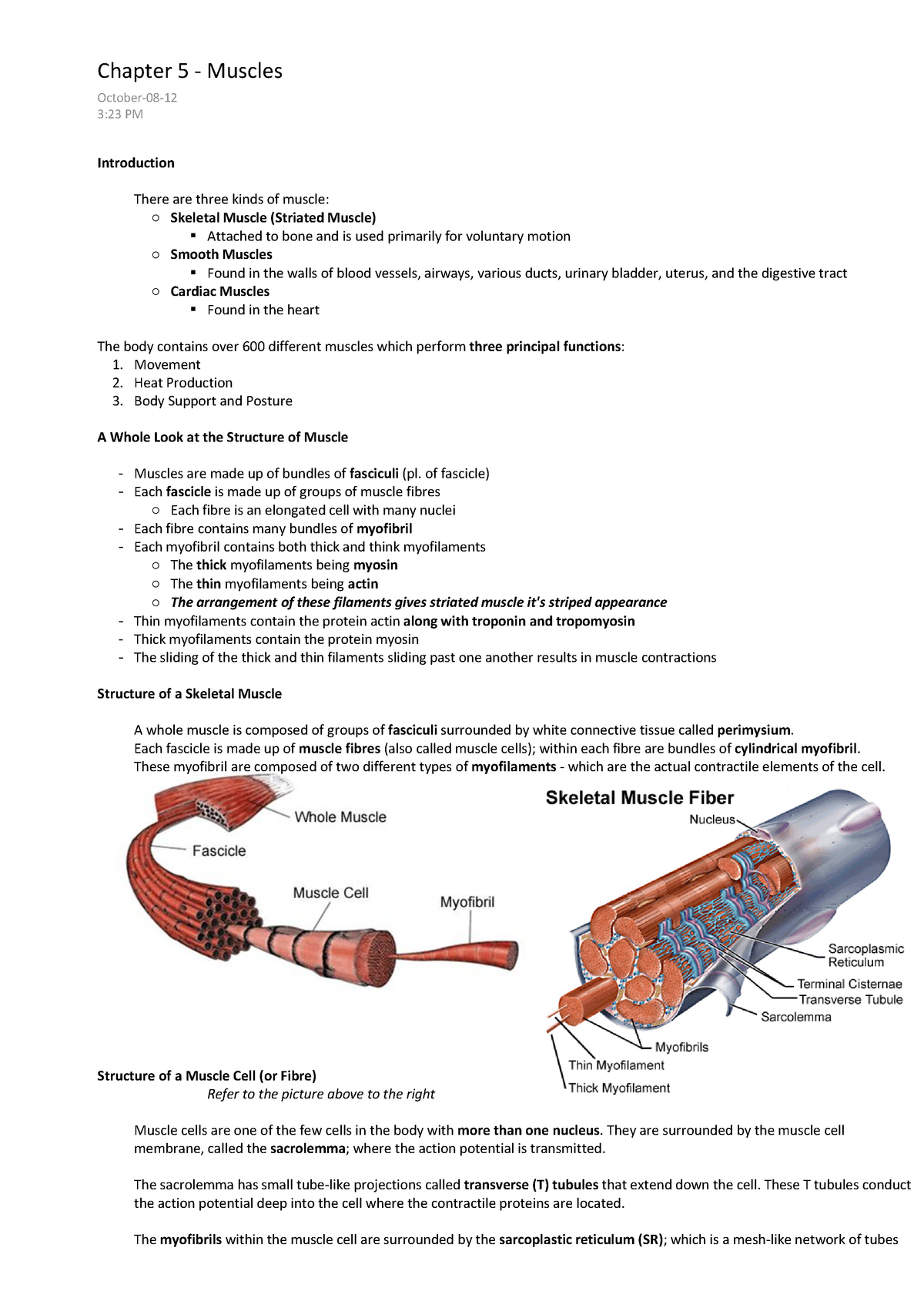 Chapter-5-Muscles Anatomy And Physiology - Introduction Attached To ...