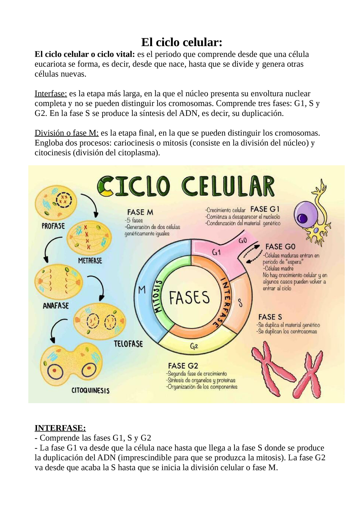Ciclo Celular Ciclo Celular Apuntes De Clase Mitosis The Best Porn