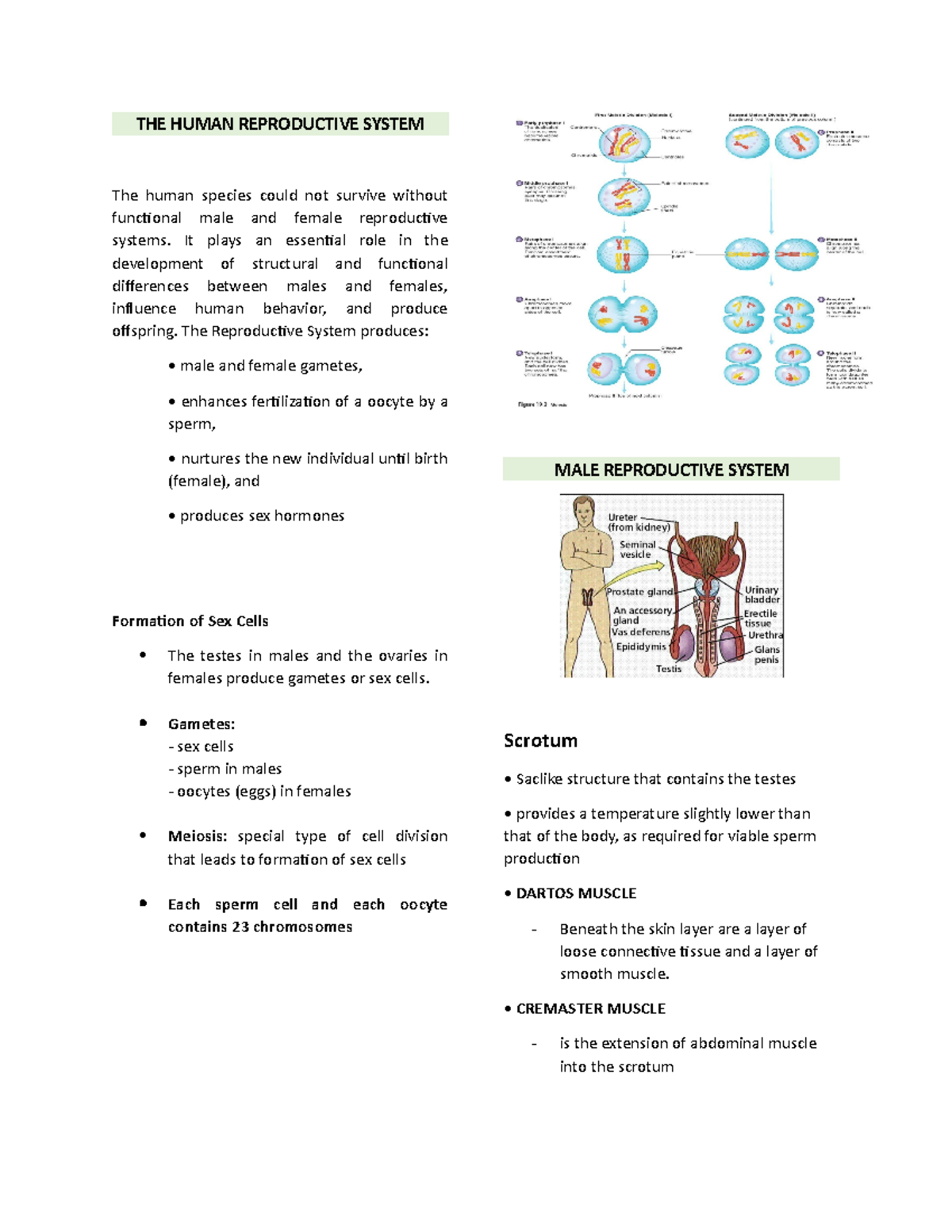 THE Human Reproductive System - THE HUMAN REPRODUCTIVE SYSTEM The human ...