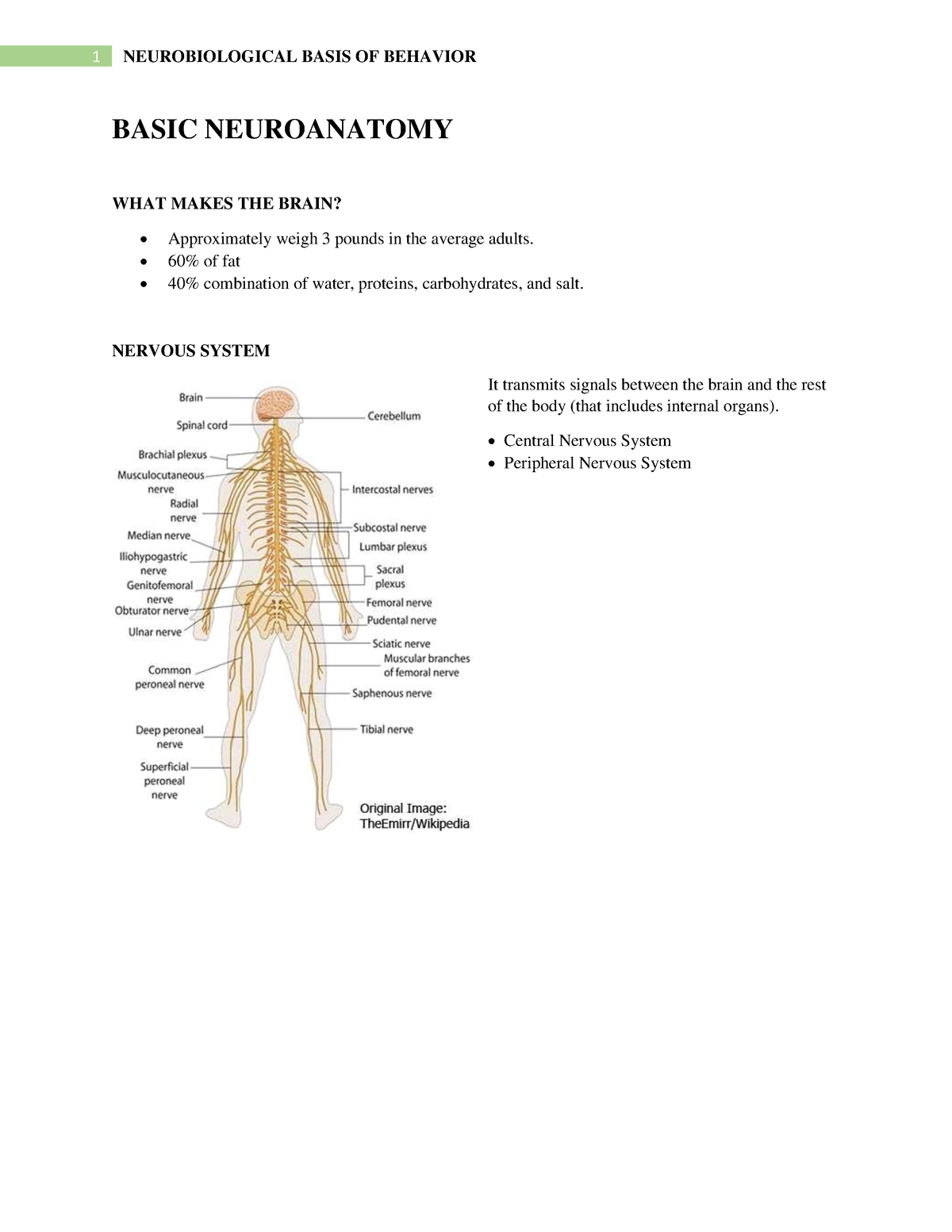 Basic Neuroanatomy Neurological Basis OF Behavior - BASIC NEUROANATOMY ...