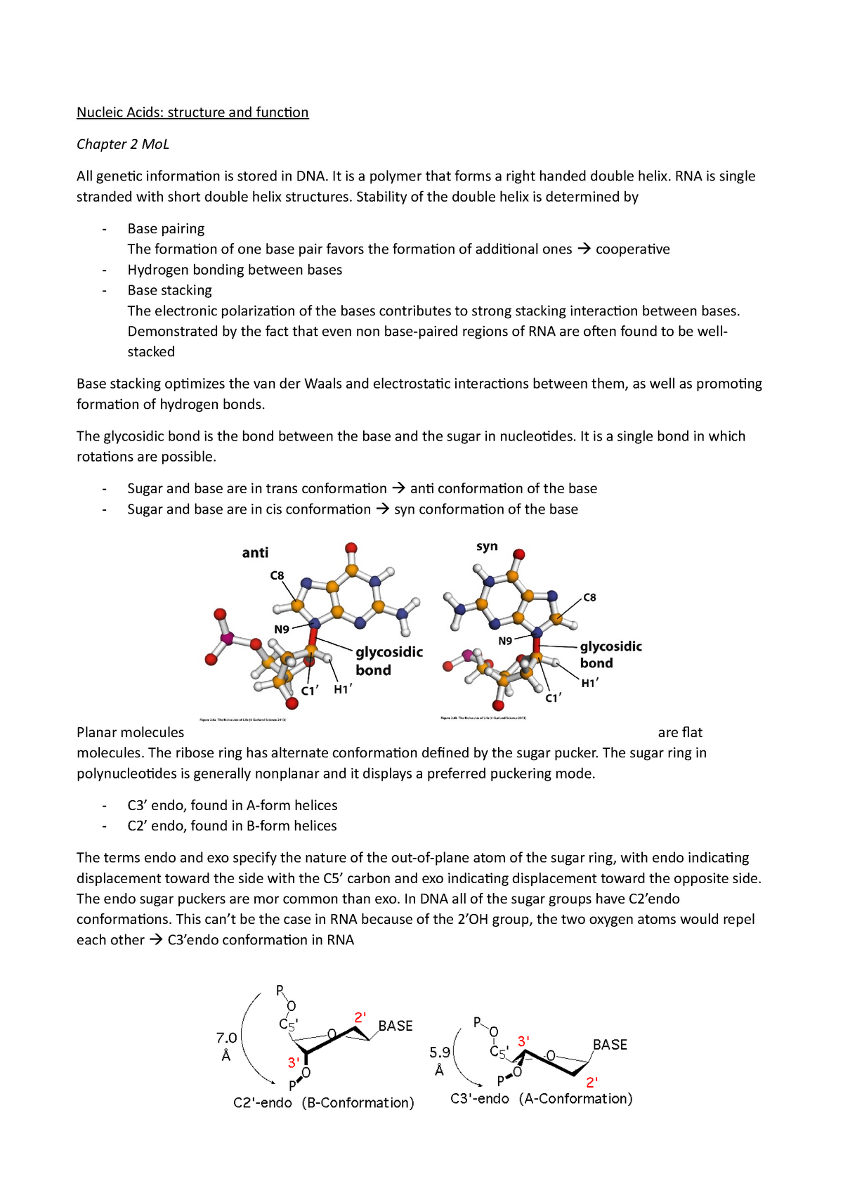 Nucleic Acids Structure And Function Studeersnel