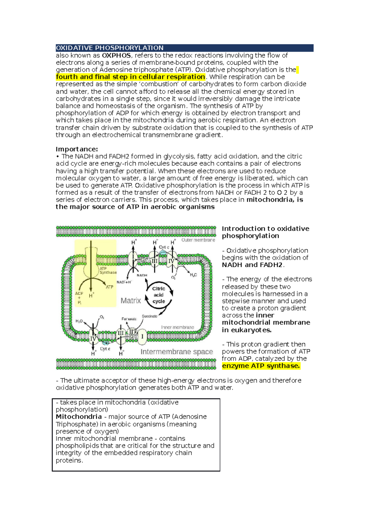 Oxidative Phosphorylation - OXIDATIVE PHOSPHORYLATION also known as ...