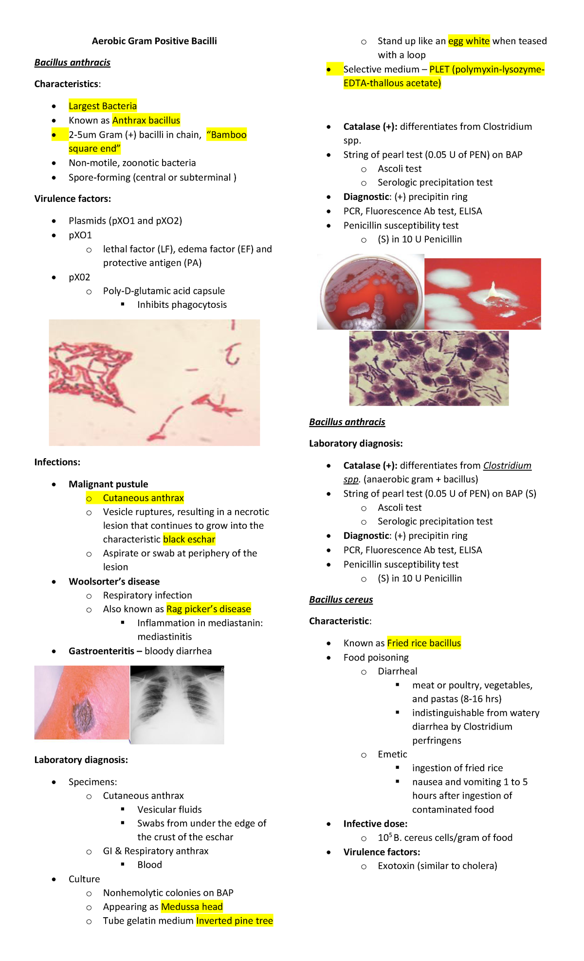 bacte-last-3-topics-aerobic-gram-positive-bacilli-bacillus-anthracis