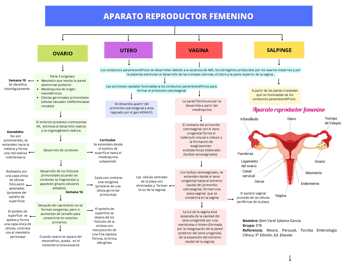 Mapa De Embriologia Aparato Reproductor Femenino Ovario Utero Salpinge Y Vagina Ovario 