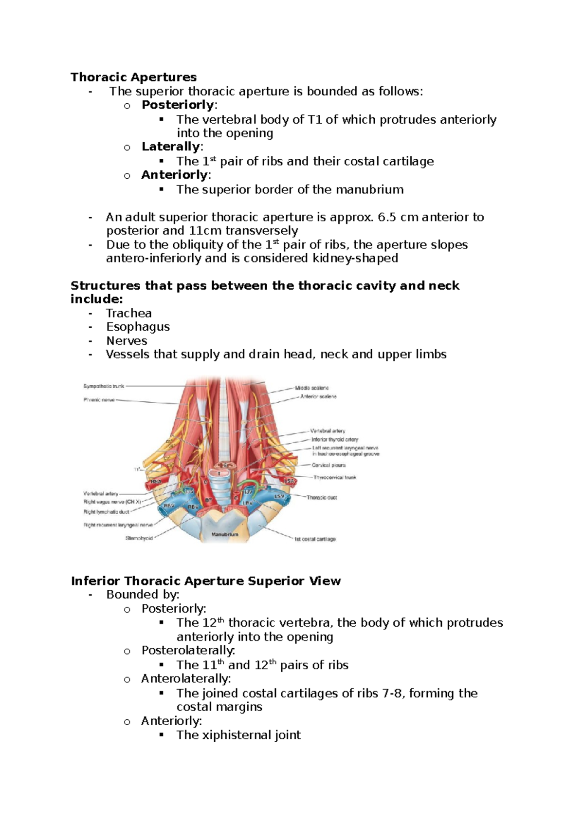 Week 5 . The bony Thorax and Mediastinal Contents - Thoracic Apertures ...